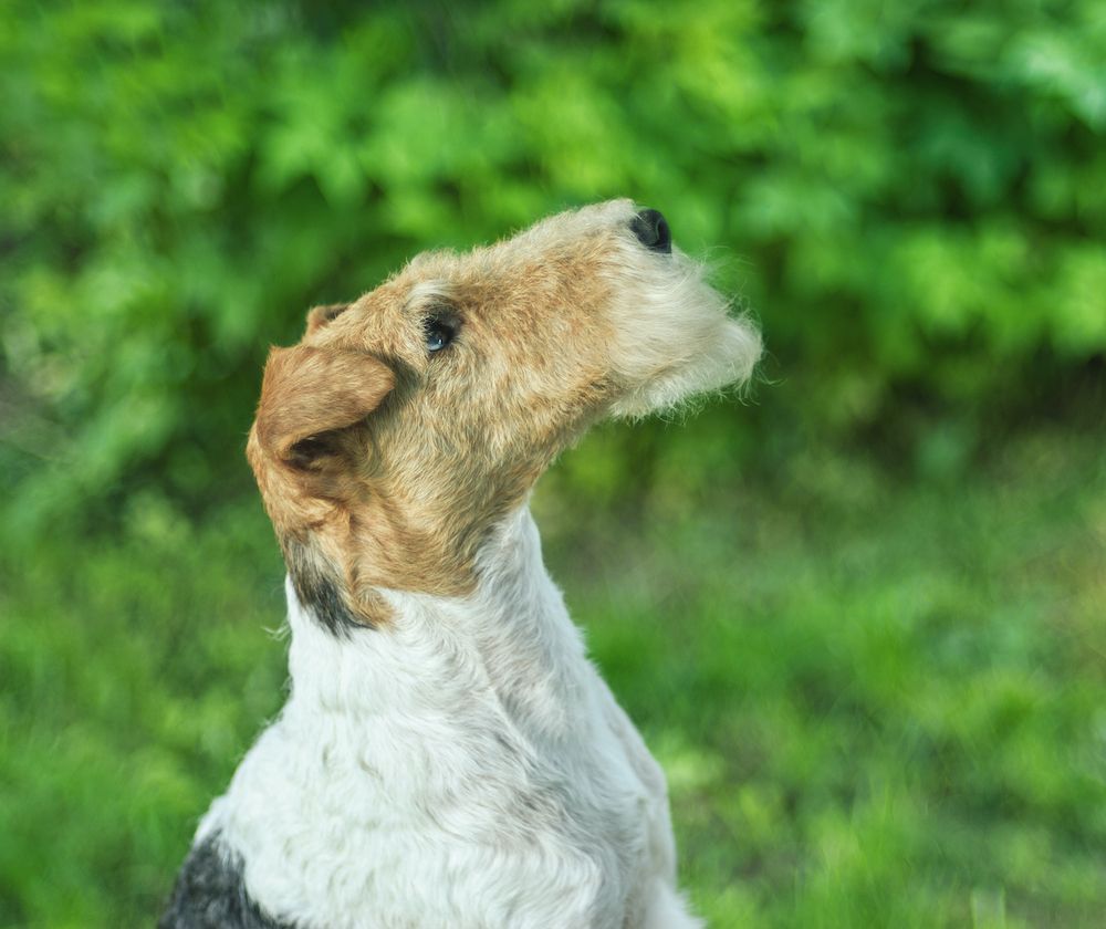 Specific Terminology